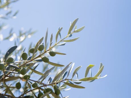 Saint Paul de Vence off market villa for sale